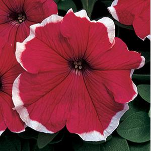 Petunias, Cell Paks