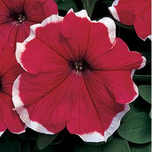 Petunias, Cell Paks