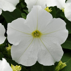 Petunias, Cell Paks