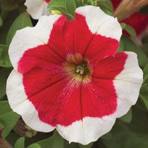 Petunias, Cell Paks