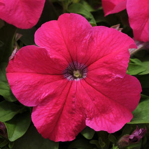 Petunias, Cell Paks