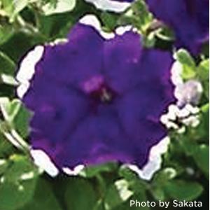 Petunias, Cell Paks