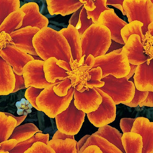 Marigold, Durango Series