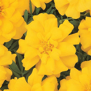 Marigold, Durango Series