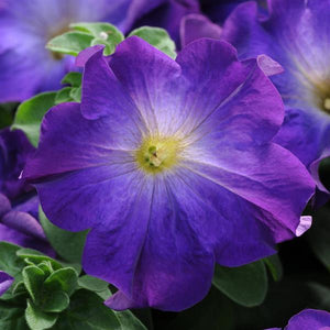 Petunias, Cell Paks