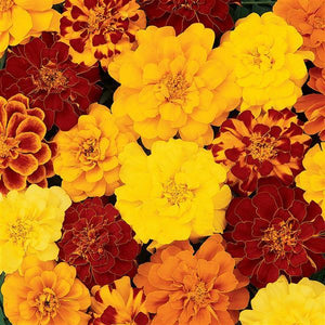Marigold, Durango Series