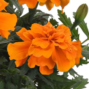 Marigold, Durango Series