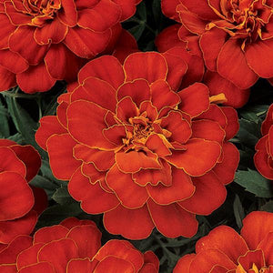 Marigold, Durango Series
