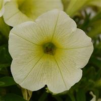 Petunia, Starlet Series