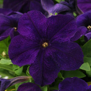 Petunias, Cell Paks