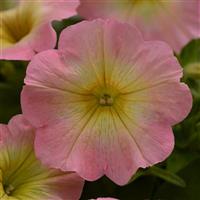 Petunia, Starlet Series