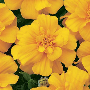Marigold, Durango Series