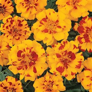 Marigold, Durango Series