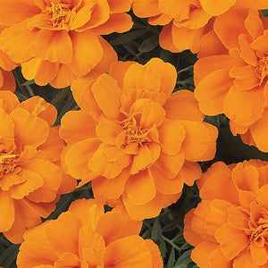 Marigold, Durango Series