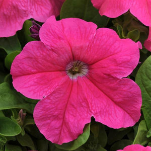 Petunias, Cell Paks