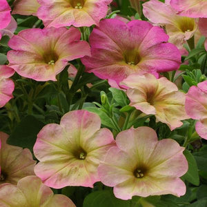 Petunias, Cell Paks