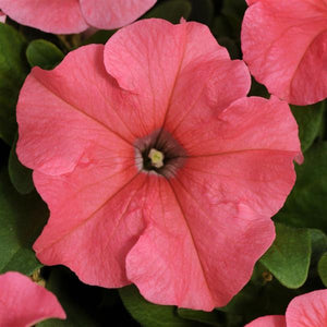 Petunias, Cell Paks