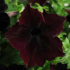 Petunias, Cell Paks