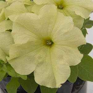 Petunias, Cell Paks