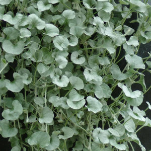 Dichondra, Silver Falls