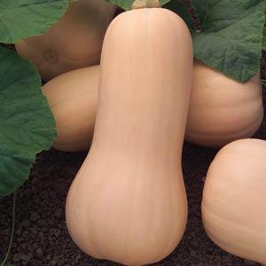 Squash, Butternut Canesi