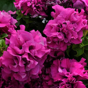 Petunias, Cell Paks