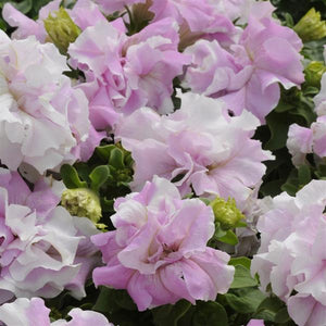 Petunias, Cell Paks