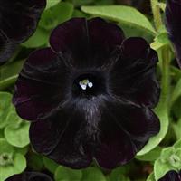 Petunia, Starlet Series