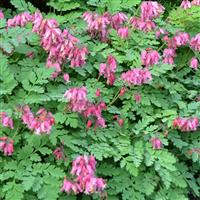 Dicentra