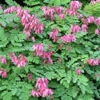 Dicentra