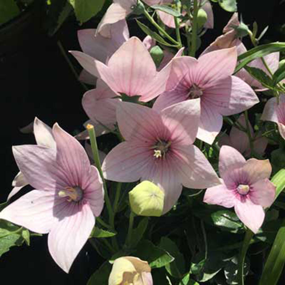 Platycodon, Astra Pink