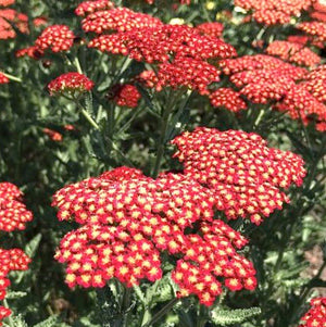 Achillea, Sassy Summer Sangria