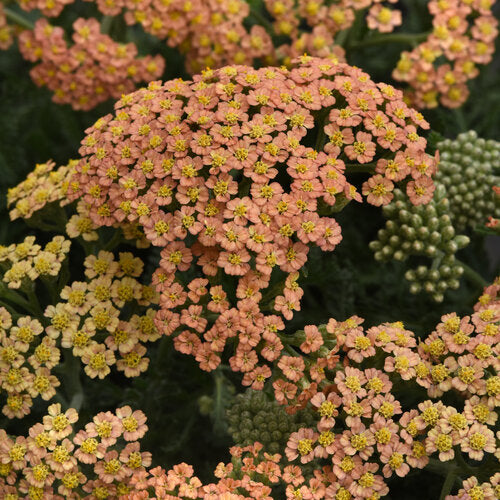 Achillea, New Vintage Series