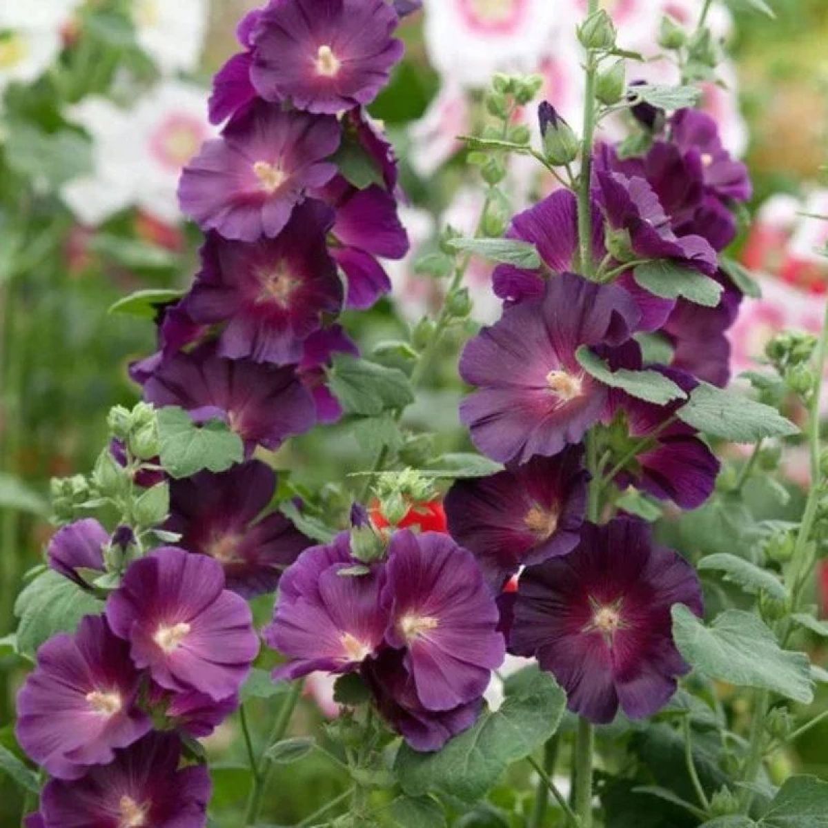 Alcea, Purple Rain