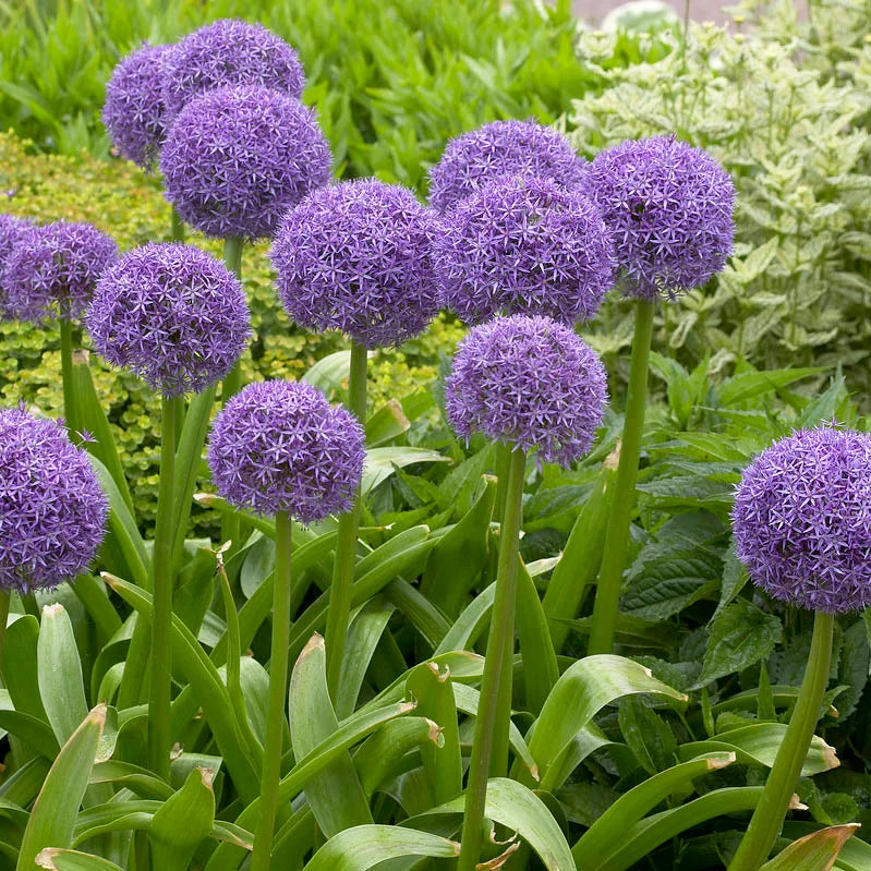 Allium, Globemaster
