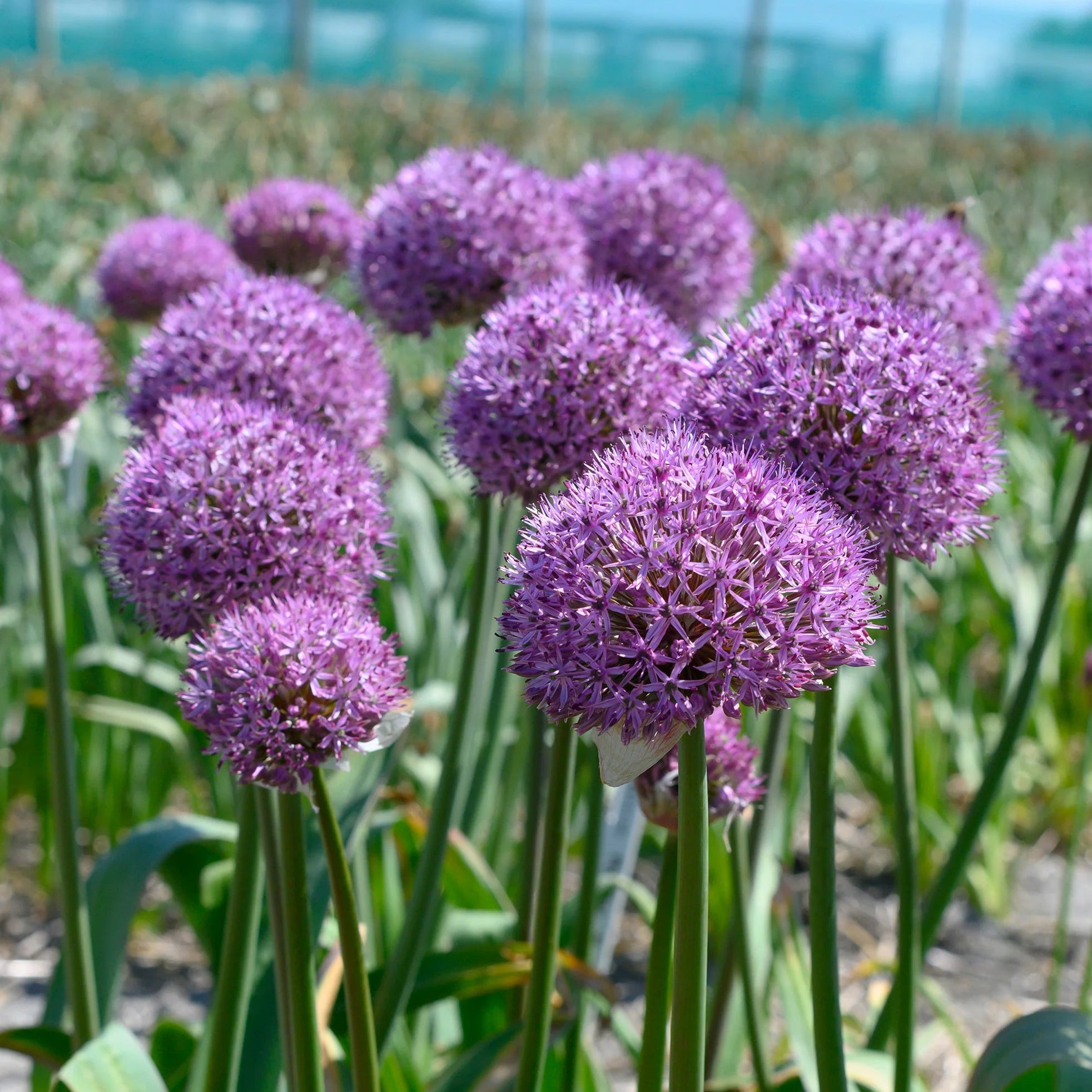 Allium, Party Balloons