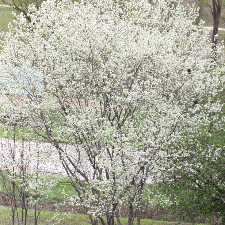 Serviceberry, Downy