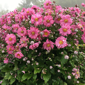 Anemone, Fall in Love Sweetly