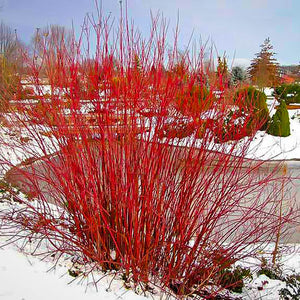 Dogwood, Arctic Fire