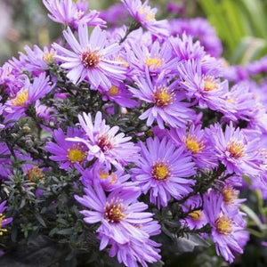 Aster, Native
