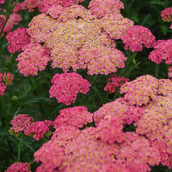 Achillea, Sassy Summer Taffy