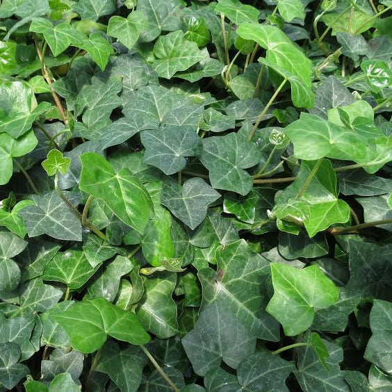 Hedera, Baltic, 2gal