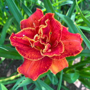 Hemerocallis, Moses Fire