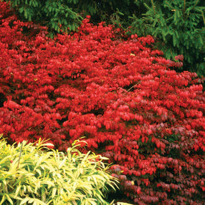 Burning Bush, Fireball Compact