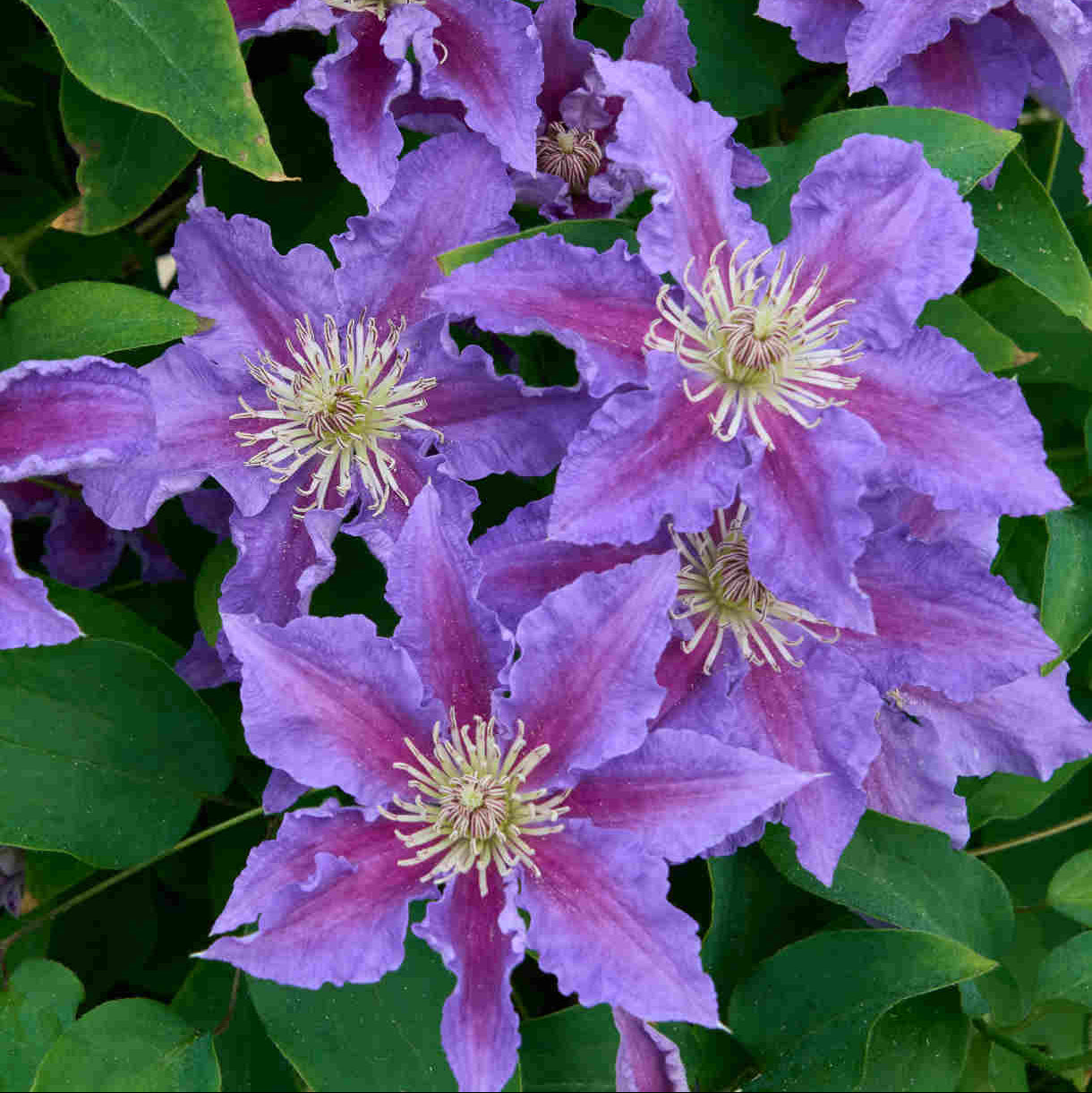 Clematis, Baroness Fookes