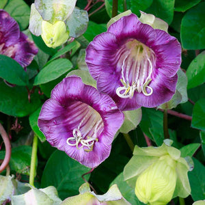 Cobaea Scandens Purple, Cup and Saucer Vine