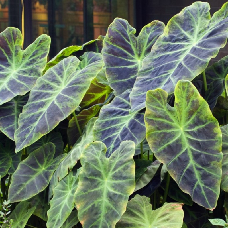 Colocasia, Illustris
