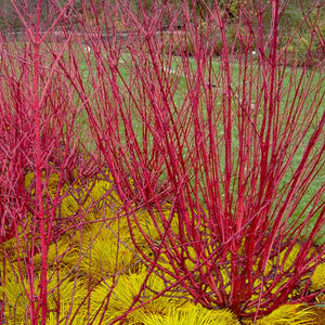 Dogwood, Bailey's Select Red Osier
