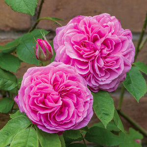 Roses, David Austin