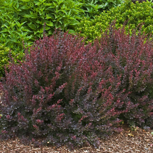 Barberry Royal Burgundy